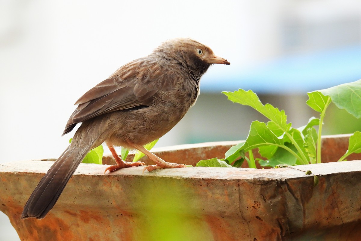 Yellow-billed Babbler - ML643925105