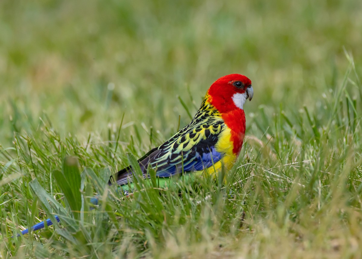 Eastern Rosella - ML643925110