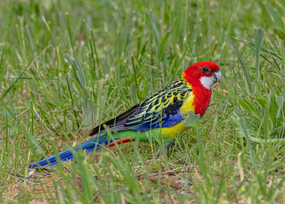 Eastern Rosella - ML643925111
