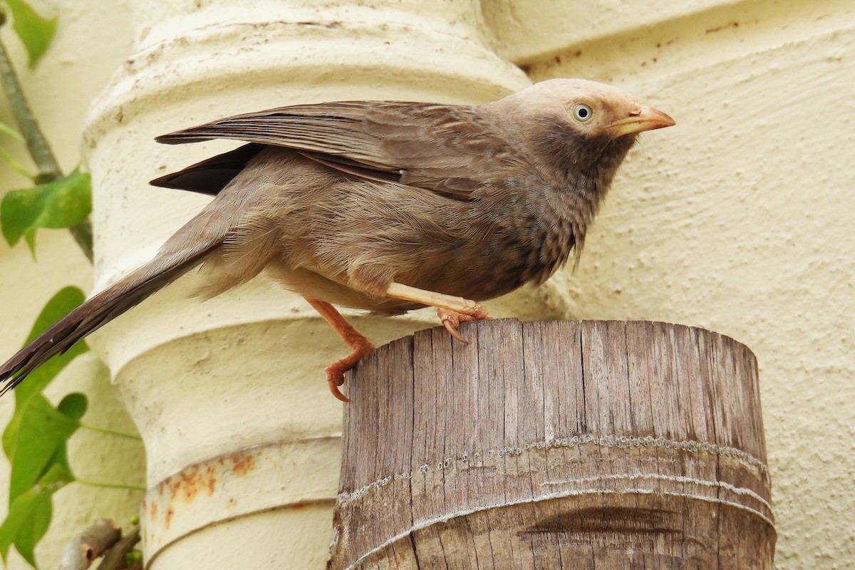 Yellow-billed Babbler - ML643925119