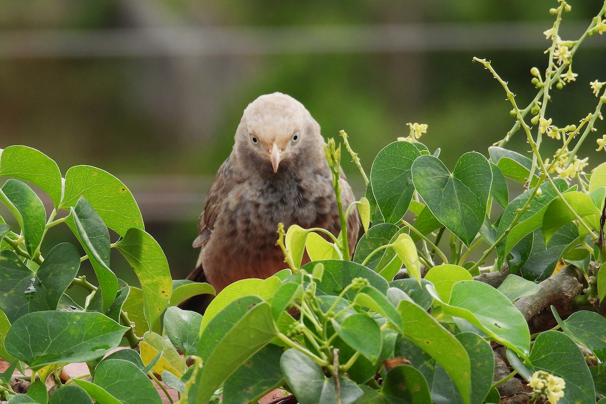 Yellow-billed Babbler - ML643925125