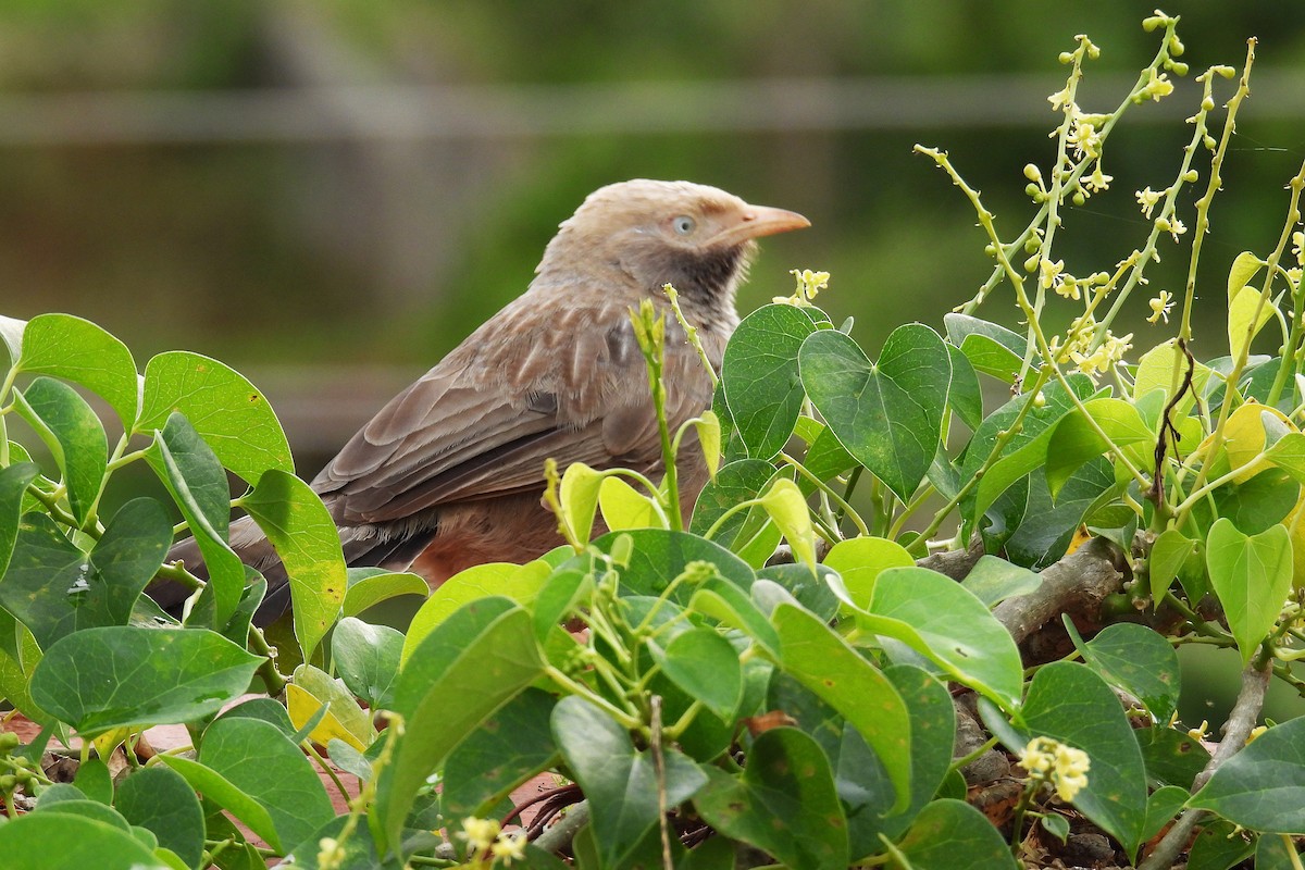 Yellow-billed Babbler - ML643925126