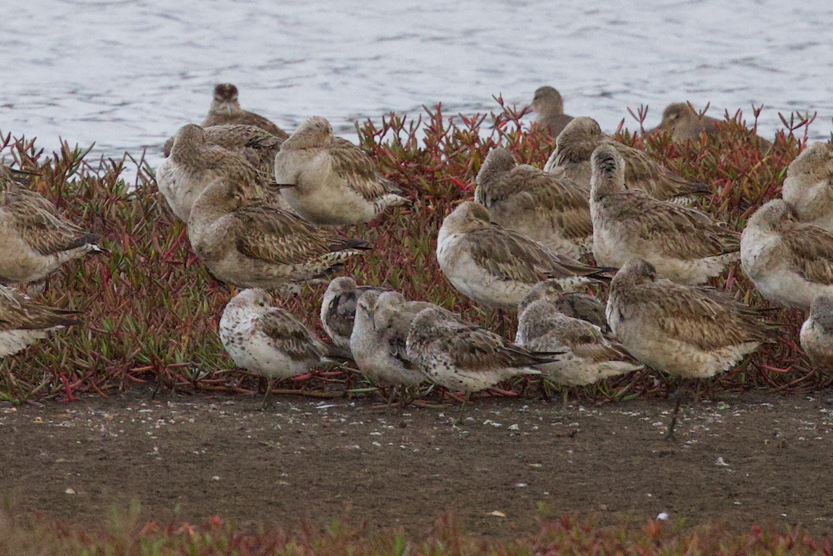 オバシギ - ML643925133