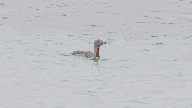 Red-throated Loon - ML643925146