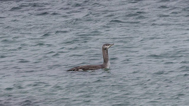 Red-throated Loon - ML643925147