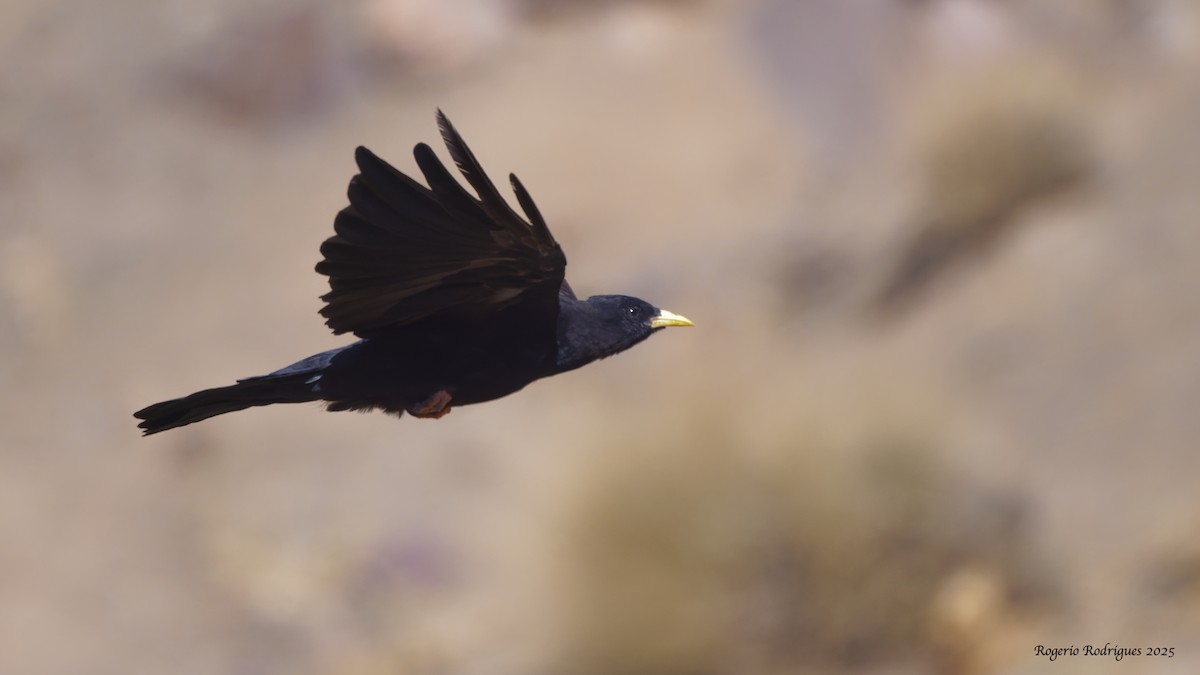 Yellow-billed Chough - ML643925154