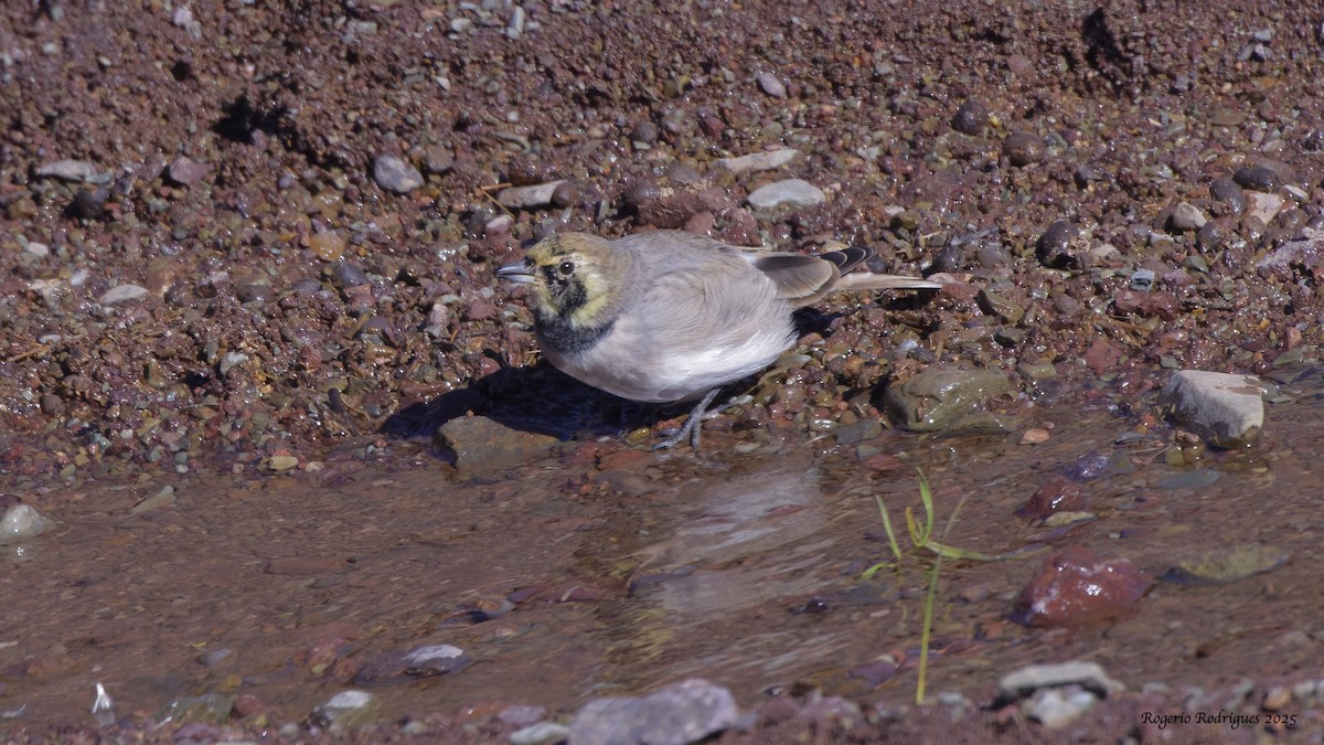Horned Lark (Atlas) - ML643925159