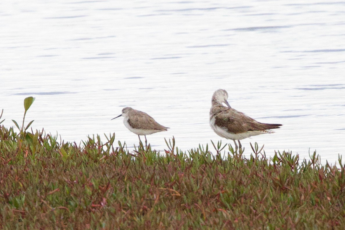 コアオアシシギ - ML643925167