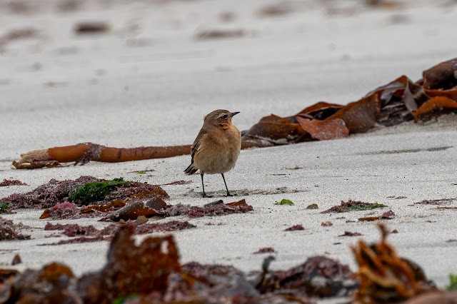 Northern Wheatear - ML643925169