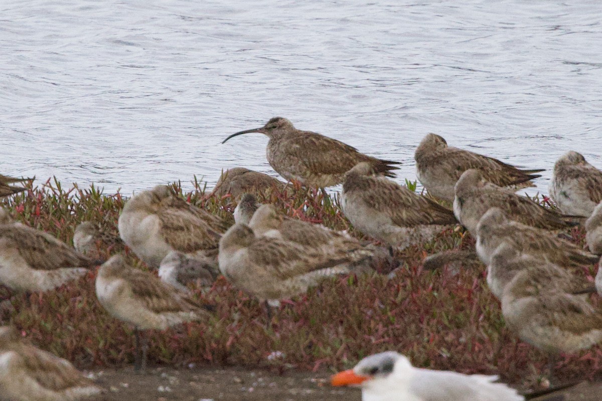 チュウシャクシギ（variegatus/rogachevae） - ML643925176