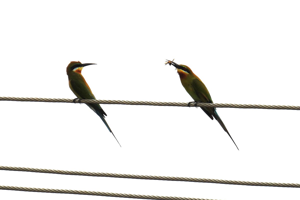 Blue-tailed Bee-eater - ML643925191