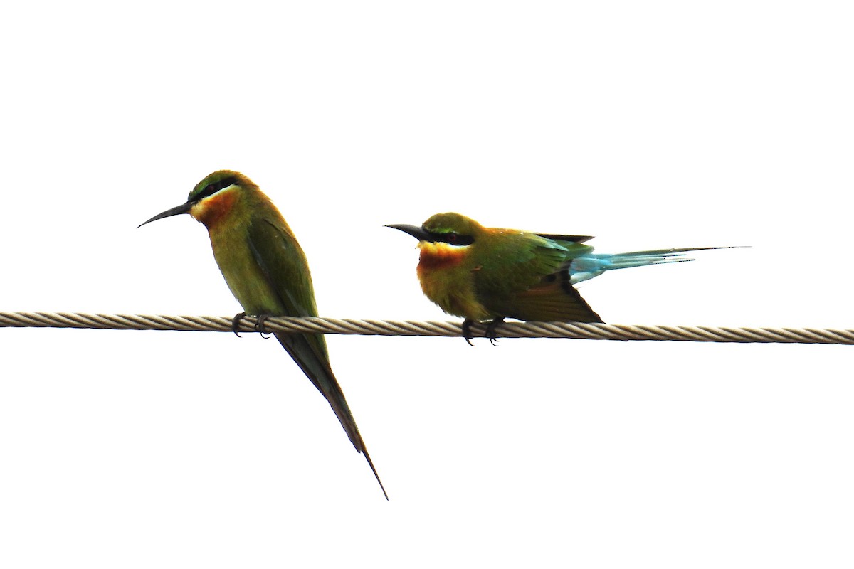 Blue-tailed Bee-eater - ML643925192