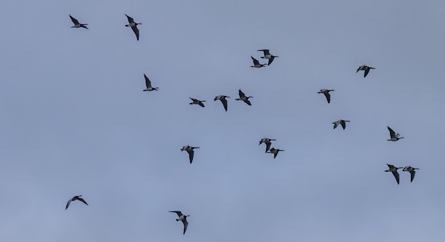 Barnacle Goose - ML643925193