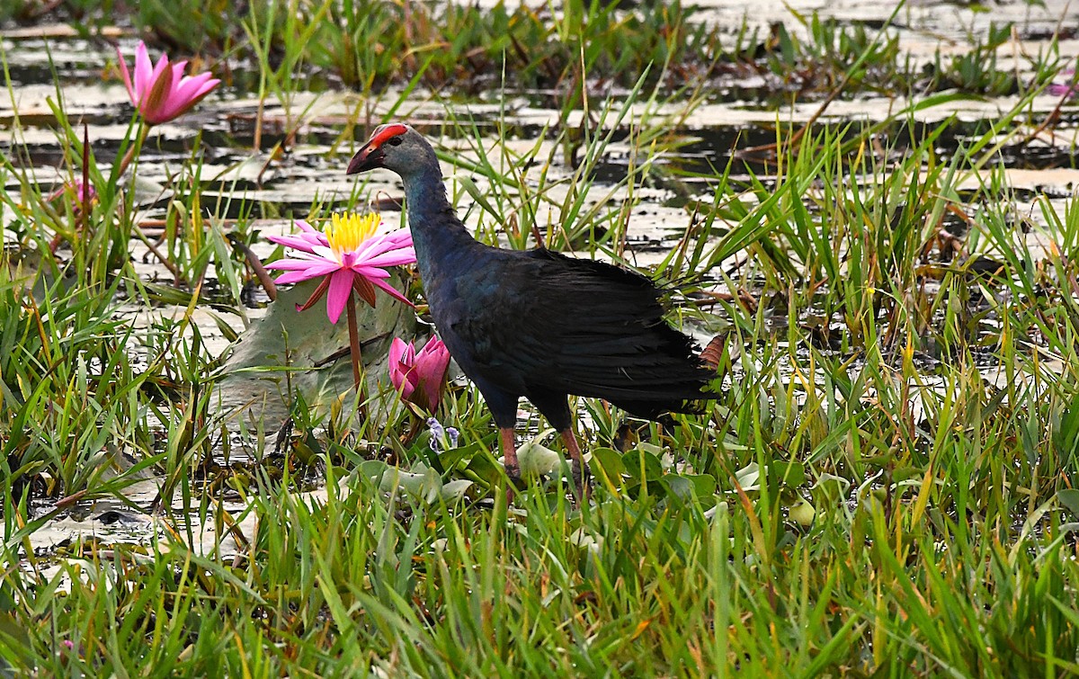 Uroilo urdin burugrisa - ML643925196