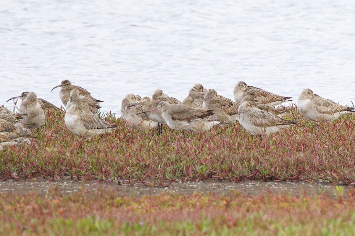 オグロシギ - ML643925198