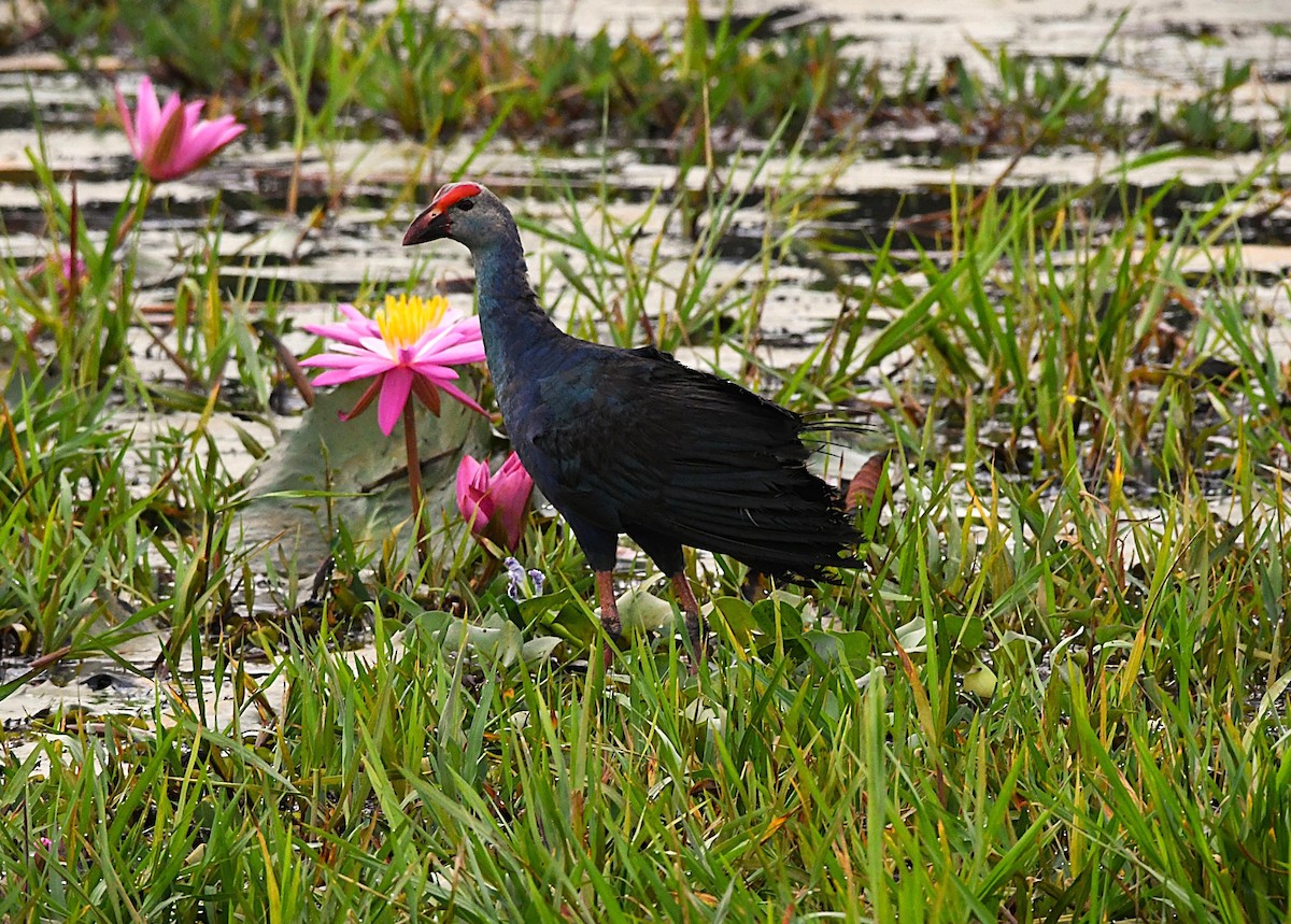Uroilo urdin burugrisa - ML643925202