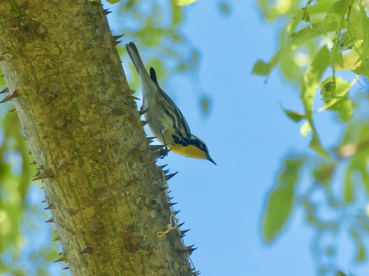 Yellow-throated Warbler - ML643925229
