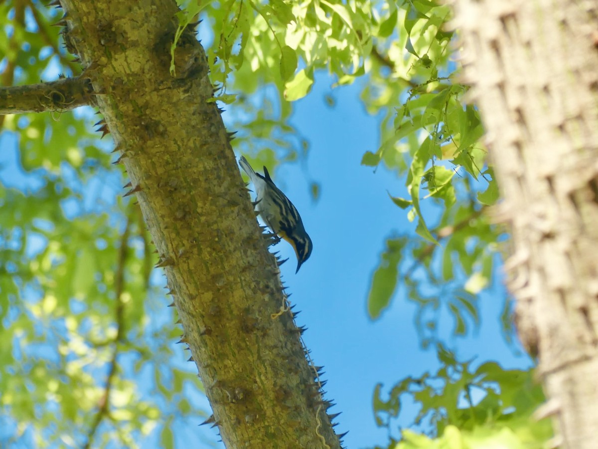 Yellow-throated Warbler - ML643925230
