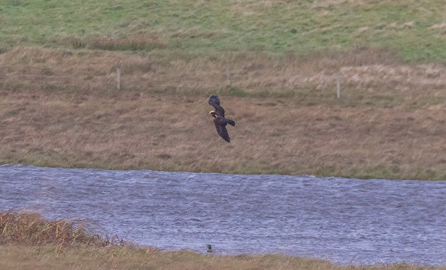 Western Marsh Harrier - ML643925232