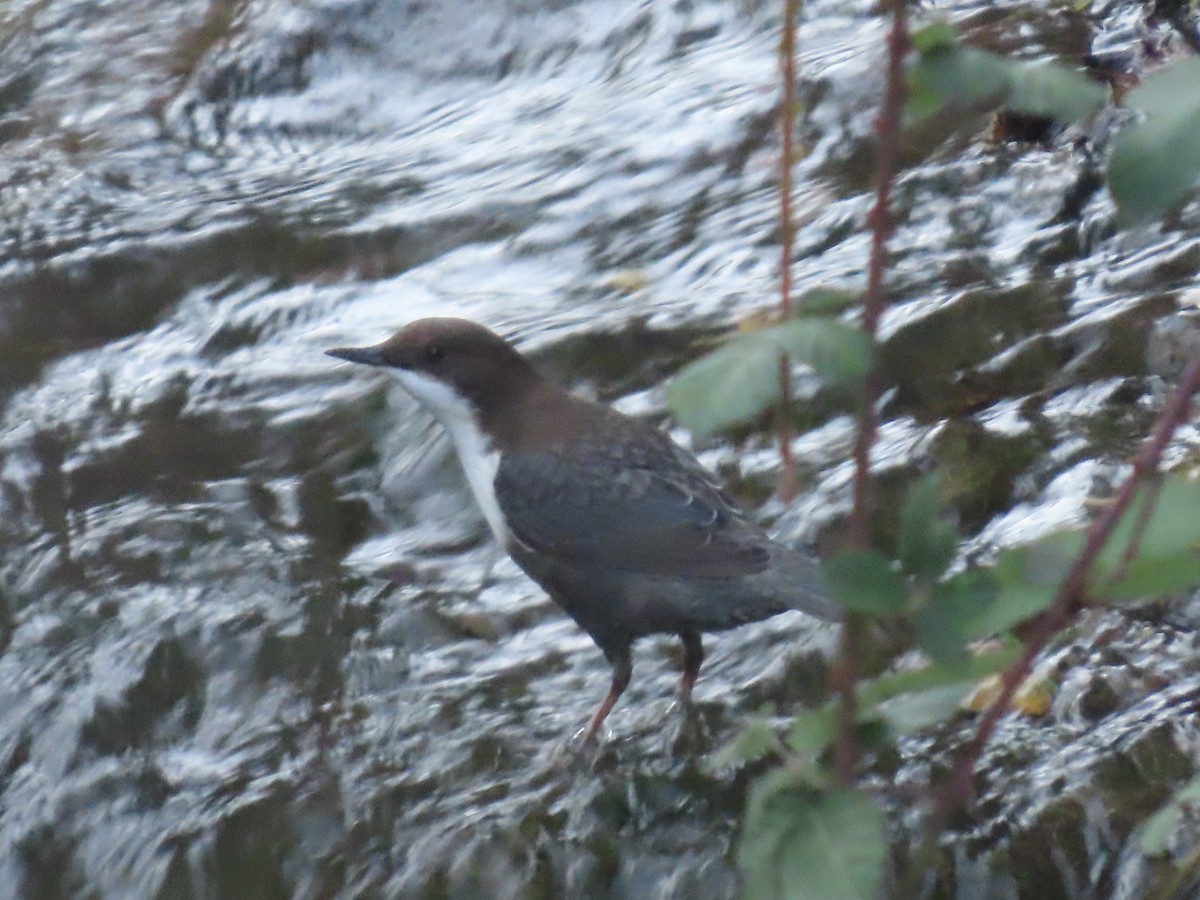 White-throated Dipper - ML643925238