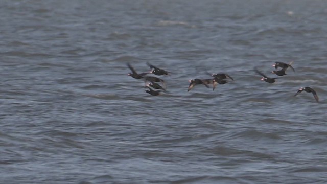 Surf Scoter - ML643925239