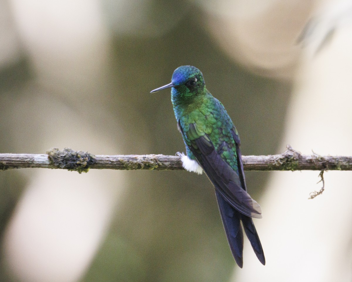 Sapphire-vented Puffleg - ML643925246