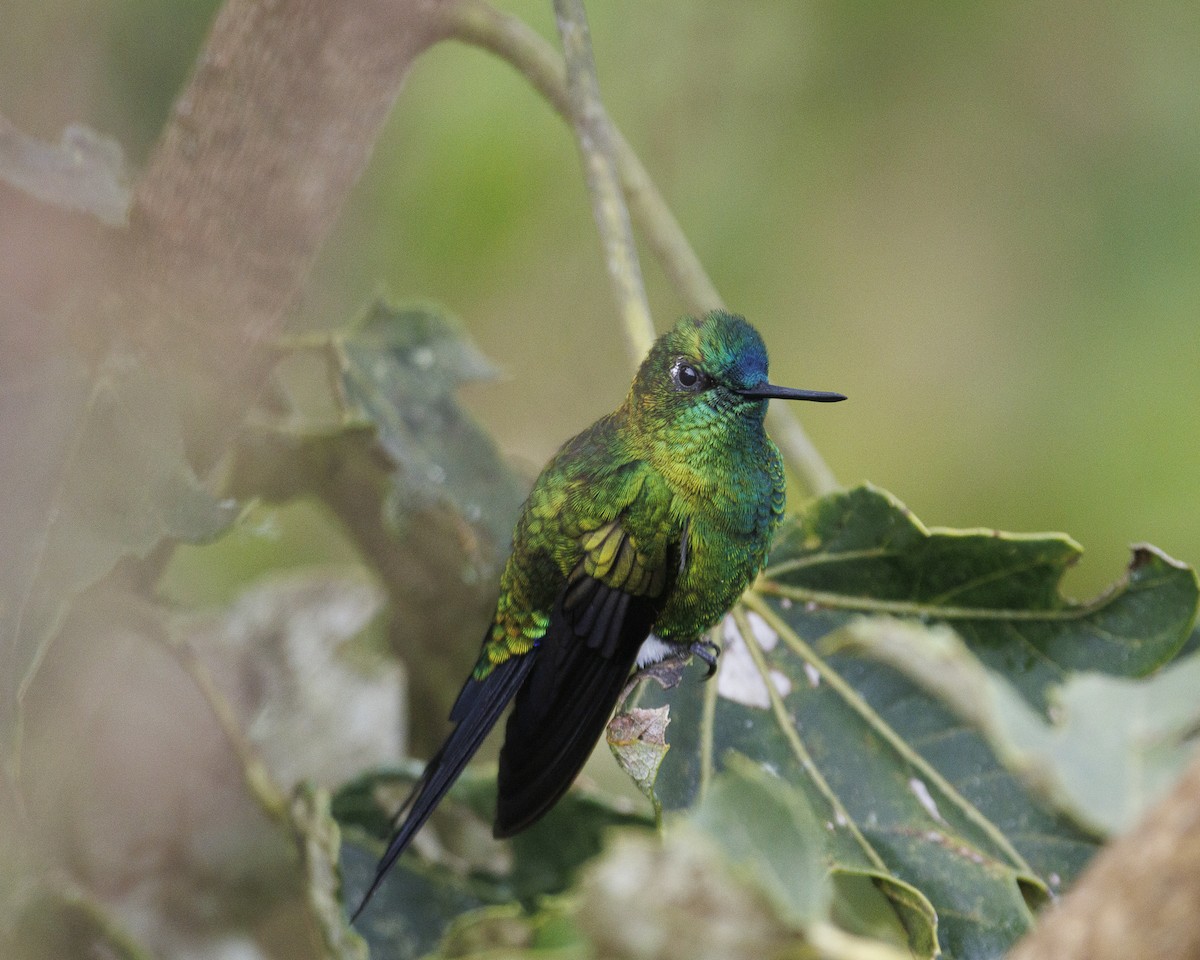 Sapphire-vented Puffleg - ML643925247