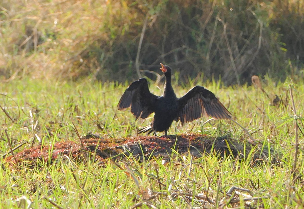 Reed Cormorant - ML643925270