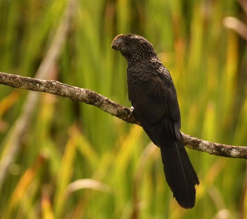 Smooth-billed Ani - ML643925291