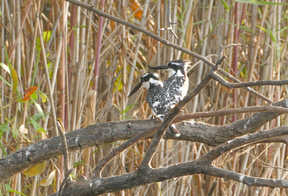 Pied Kingfisher - ML643925307
