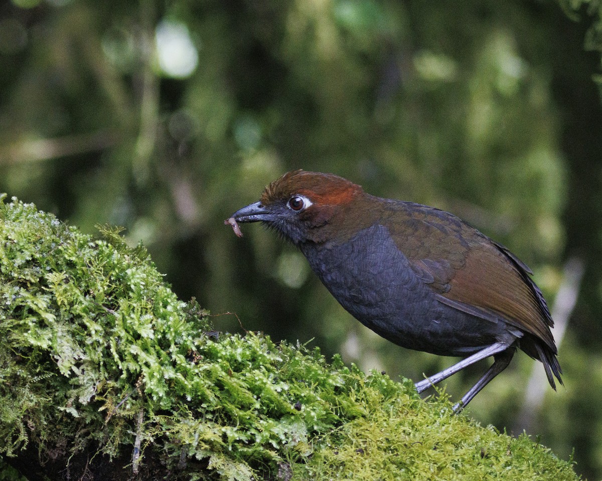 Chestnut-naped Antpitta - ML643925320
