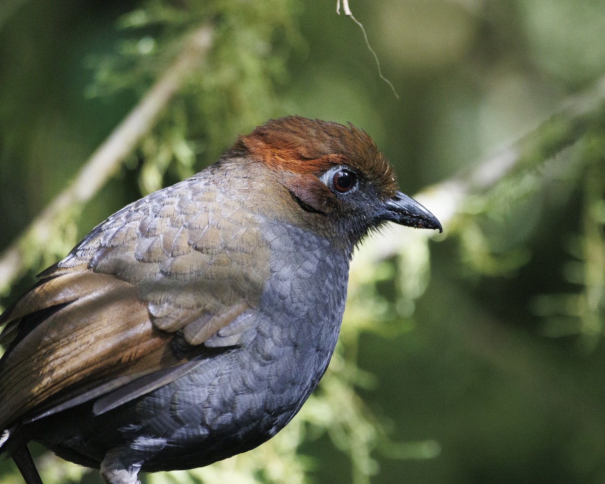 Chestnut-naped Antpitta - ML643925321