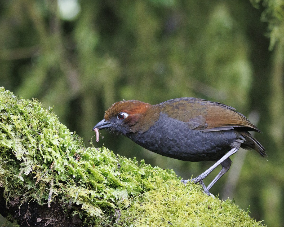 Chestnut-naped Antpitta - ML643925322
