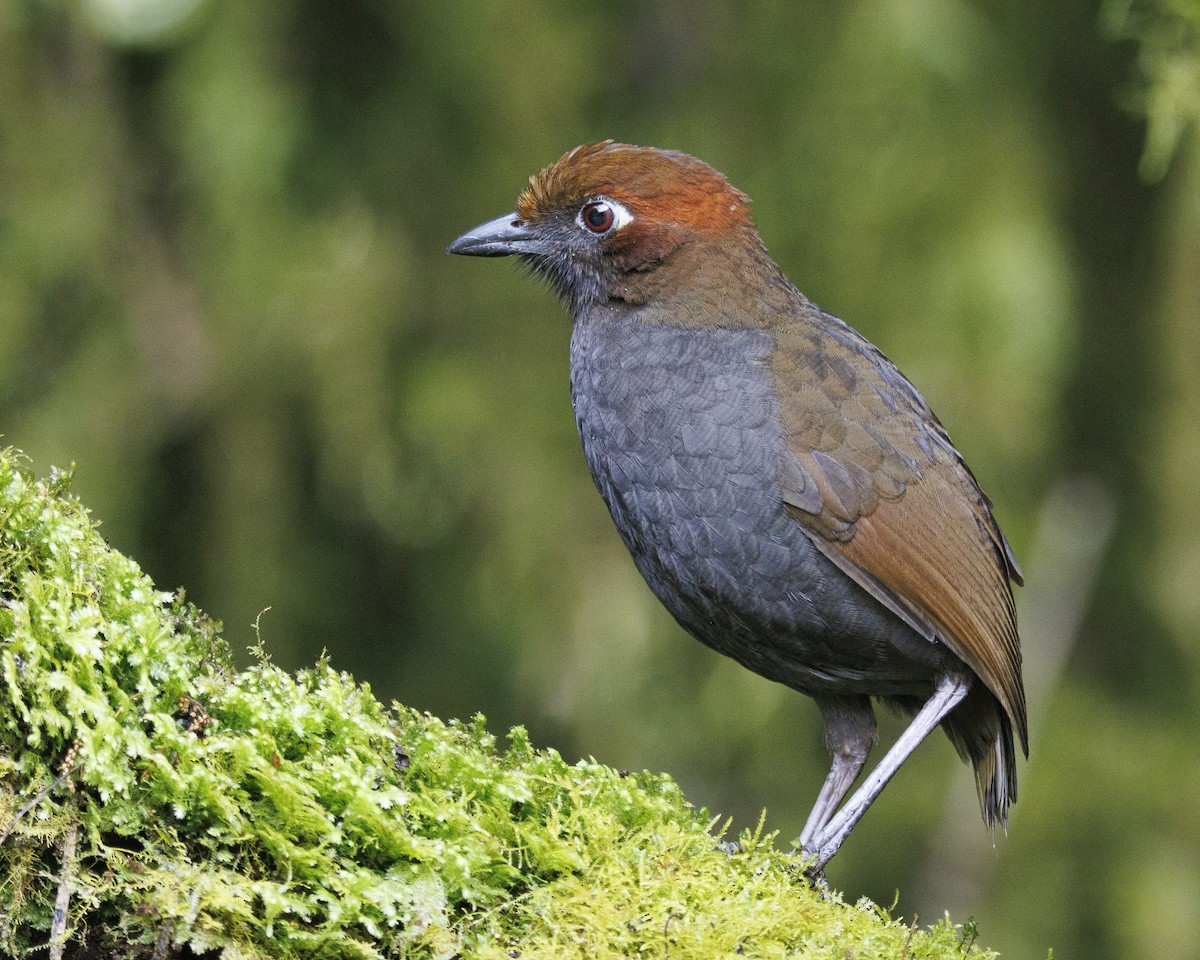 Chestnut-naped Antpitta - ML643925323