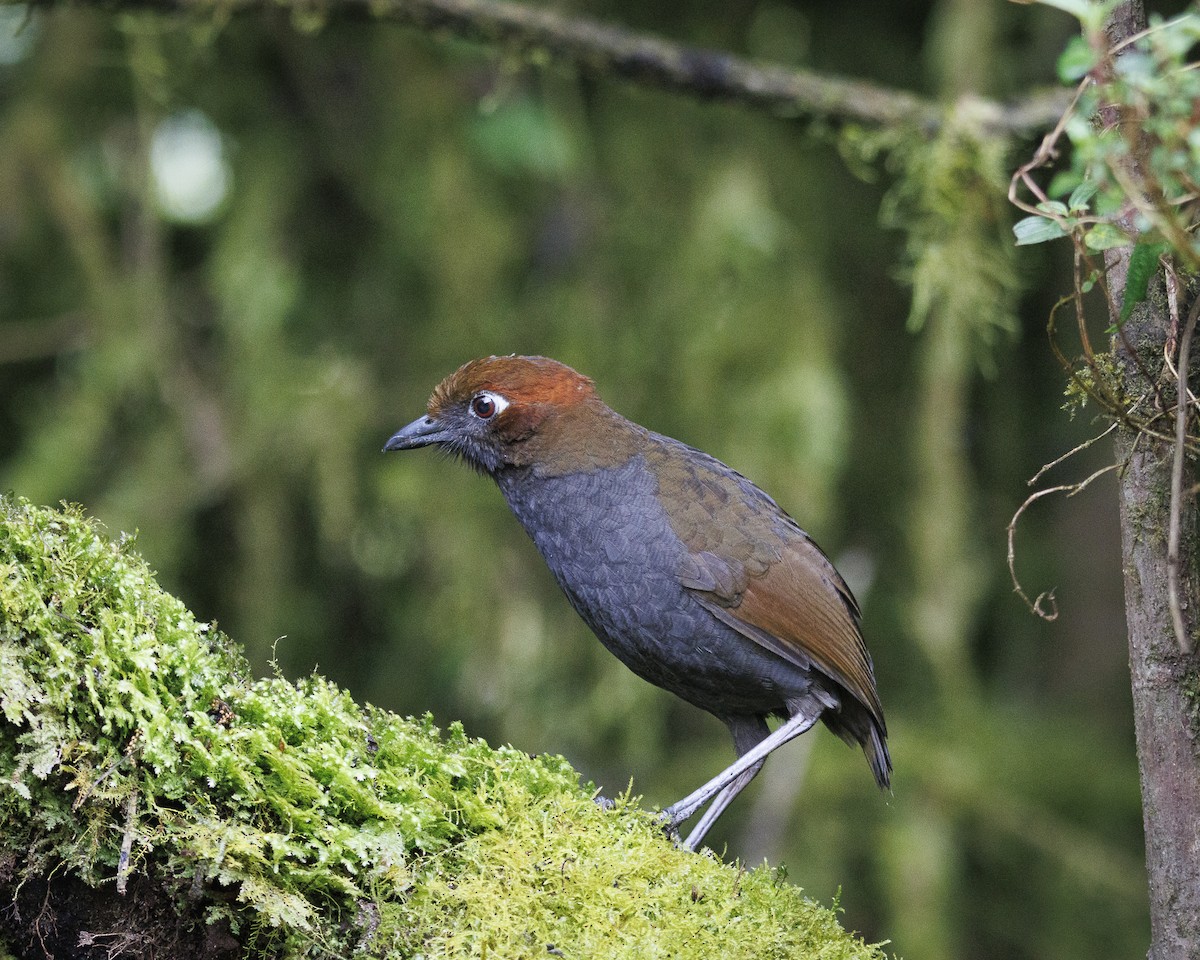Chestnut-naped Antpitta - ML643925324