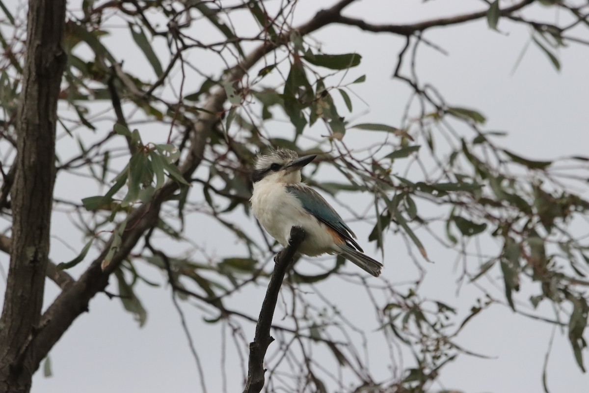Red-backed Kingfisher - ML643925338