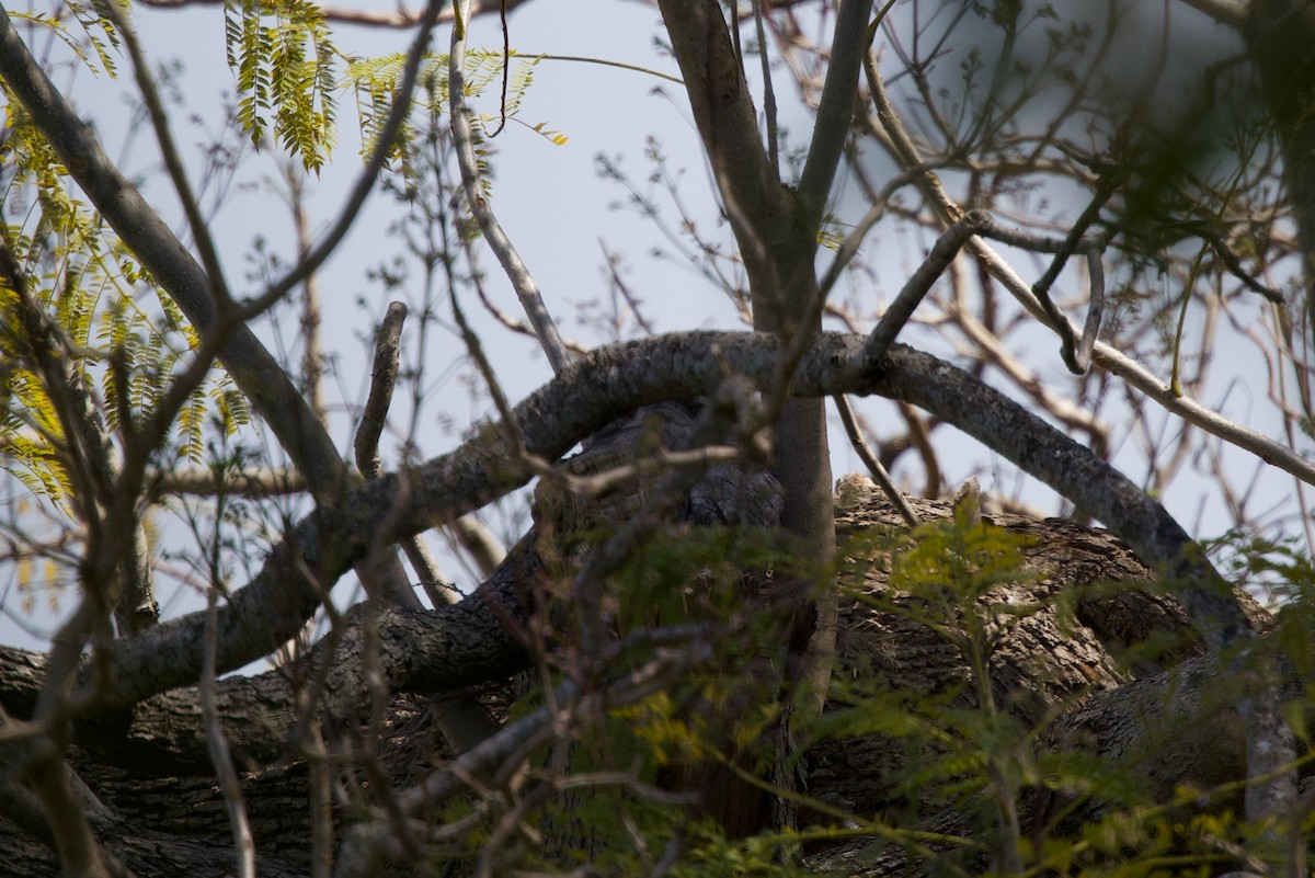 Tawny Frogmouth - ML643925351