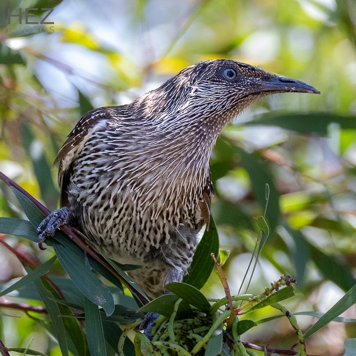 Little Wattlebird - ML643925358