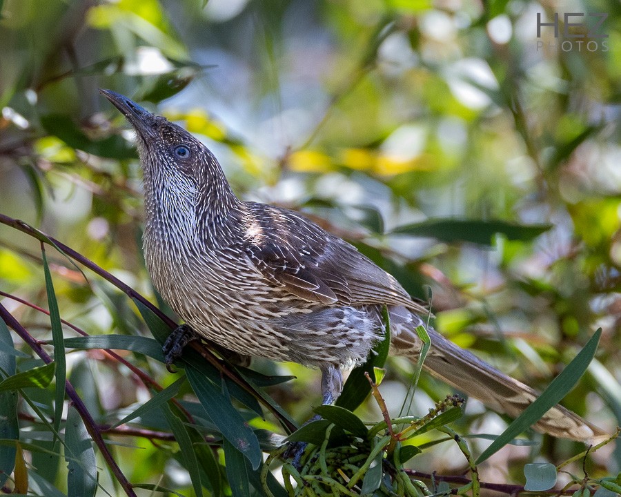 Little Wattlebird - ML643925359