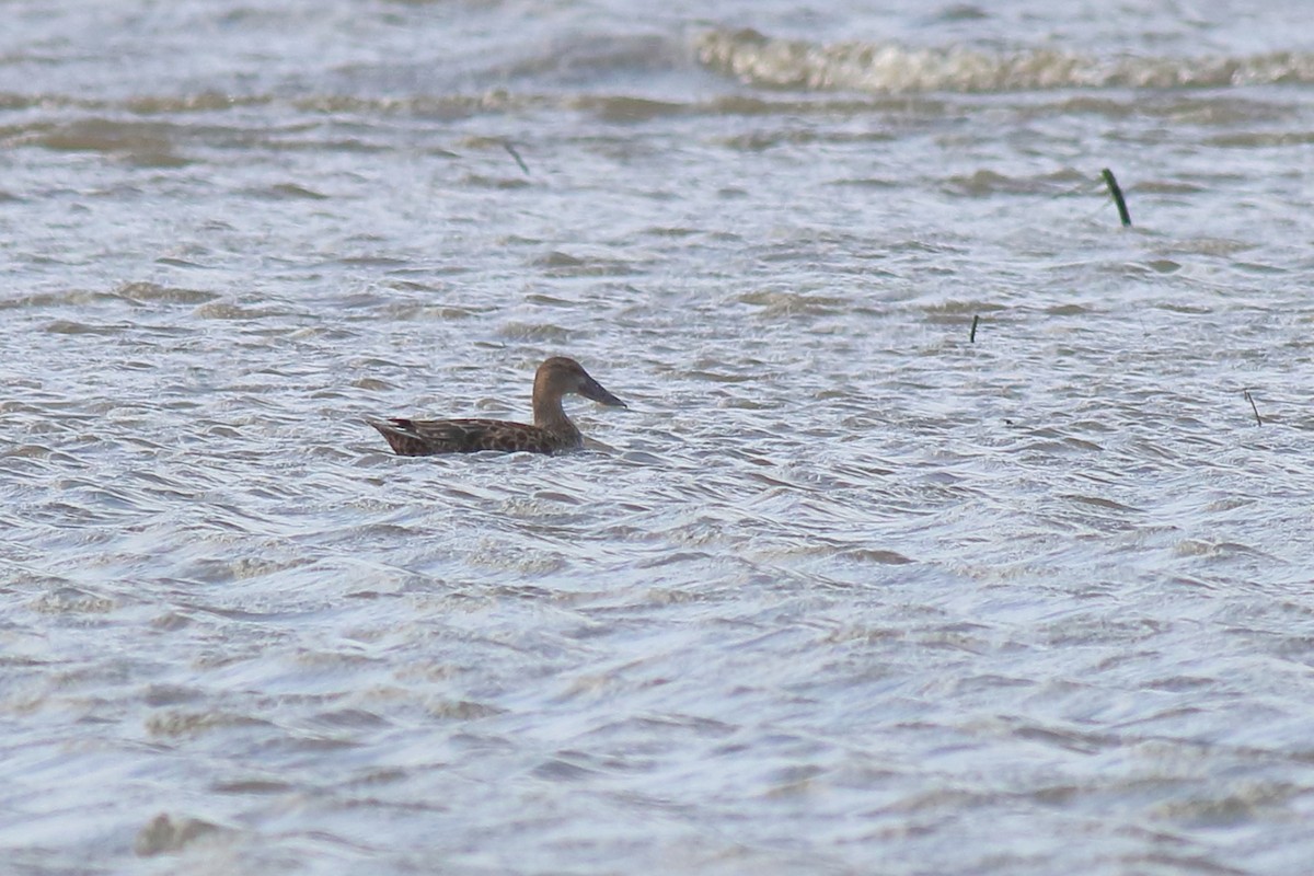 Australasian Shoveler - ML643925360