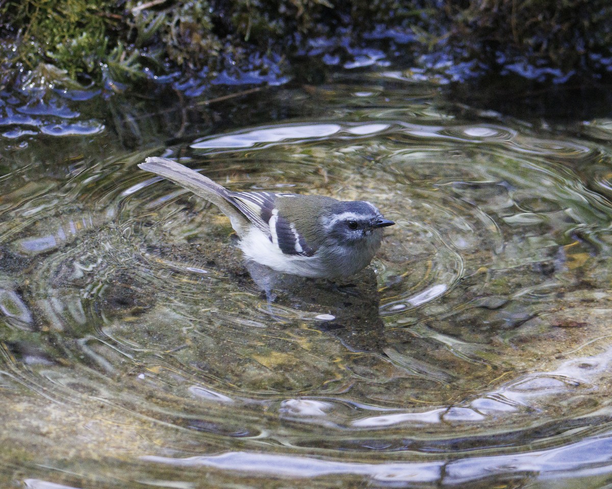 White-banded Tyrannulet - ML643925364