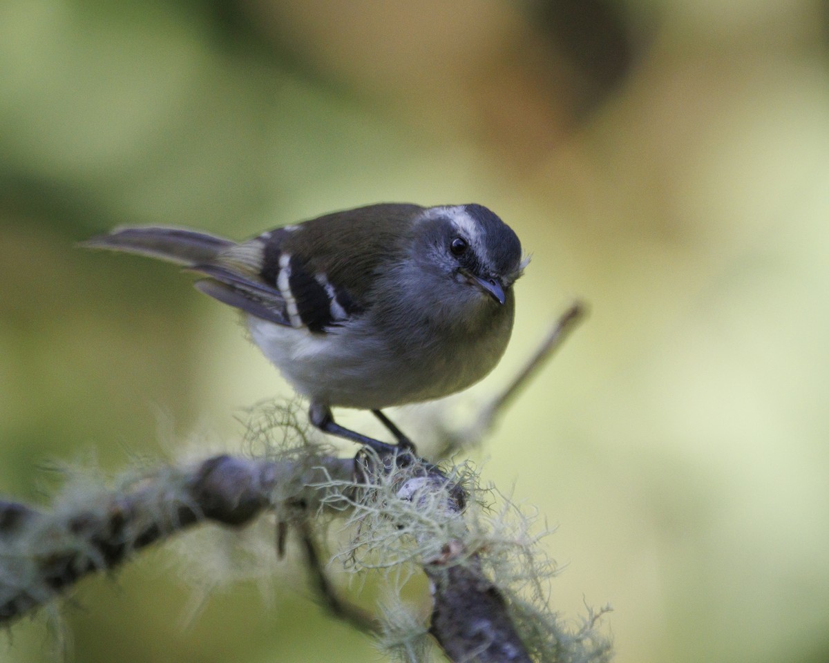 White-banded Tyrannulet - ML643925365