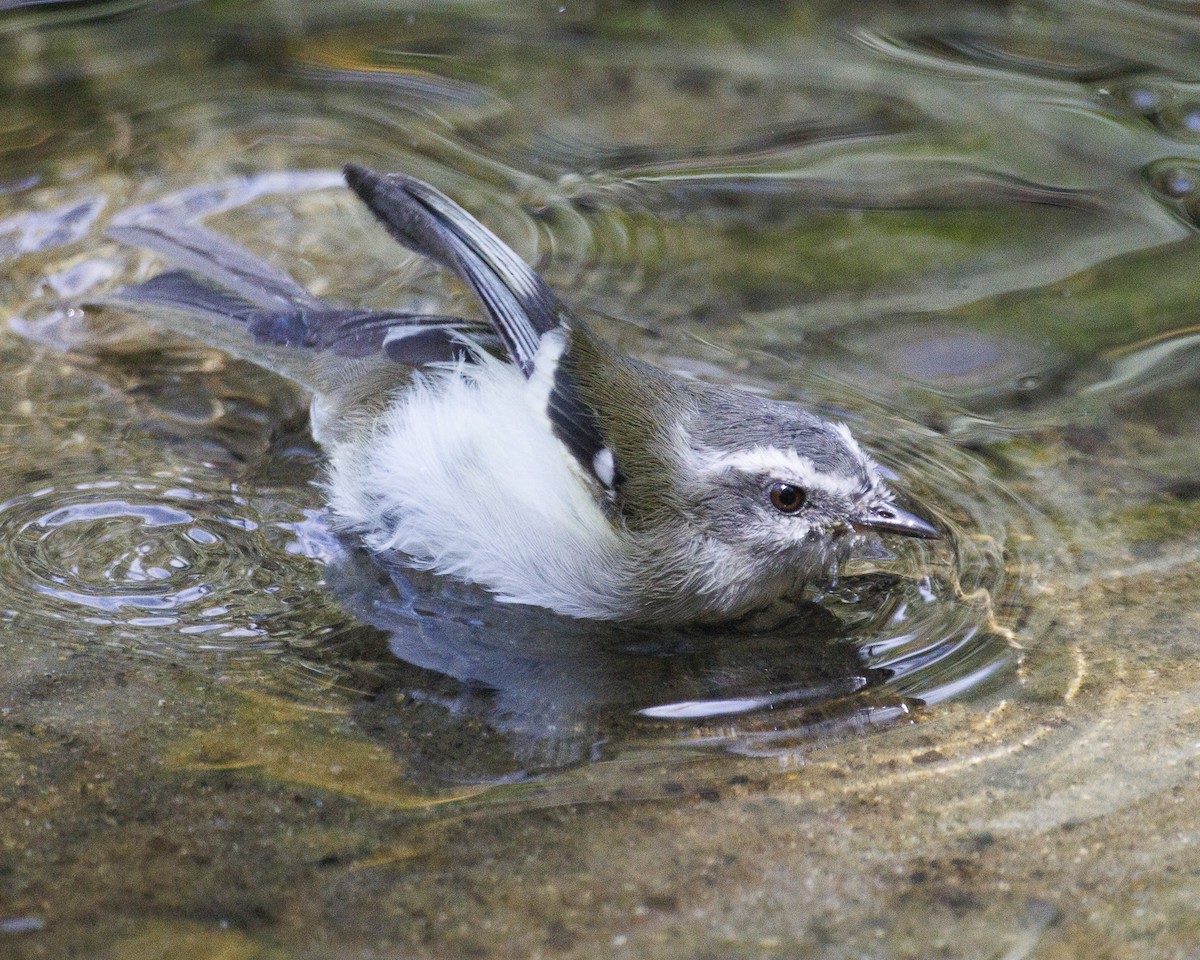 White-banded Tyrannulet - ML643925366