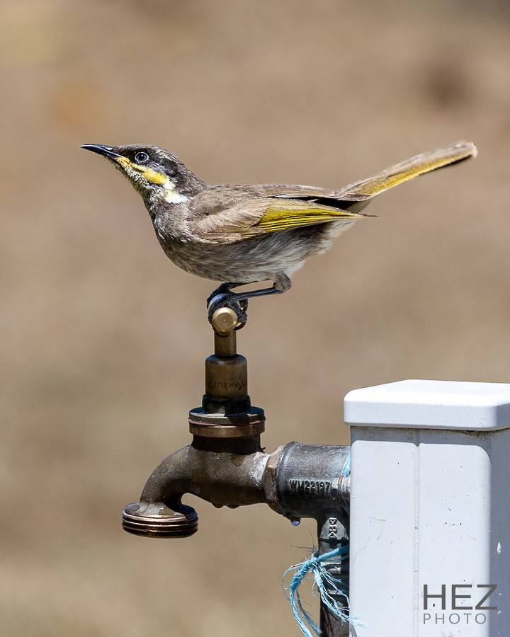 Медник мангровий - ML643925367