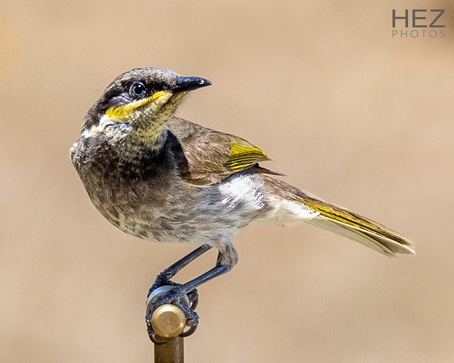 Медник мангровий - ML643925368