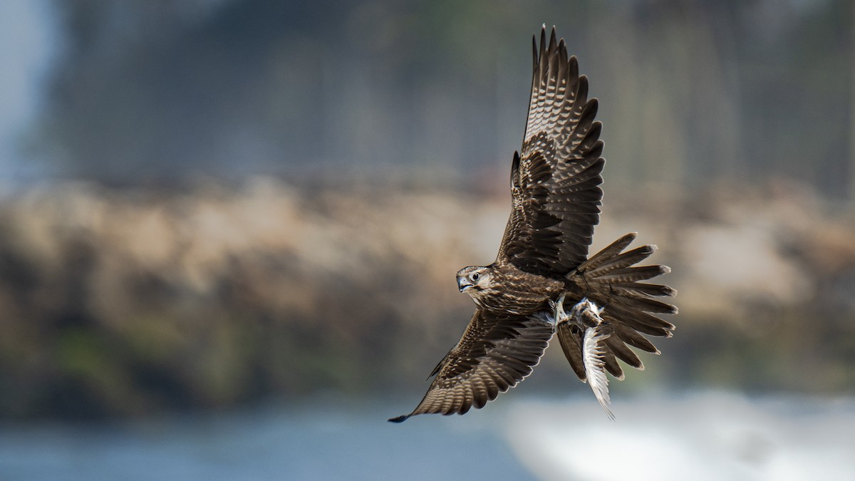 Falco laggar - ML643925370