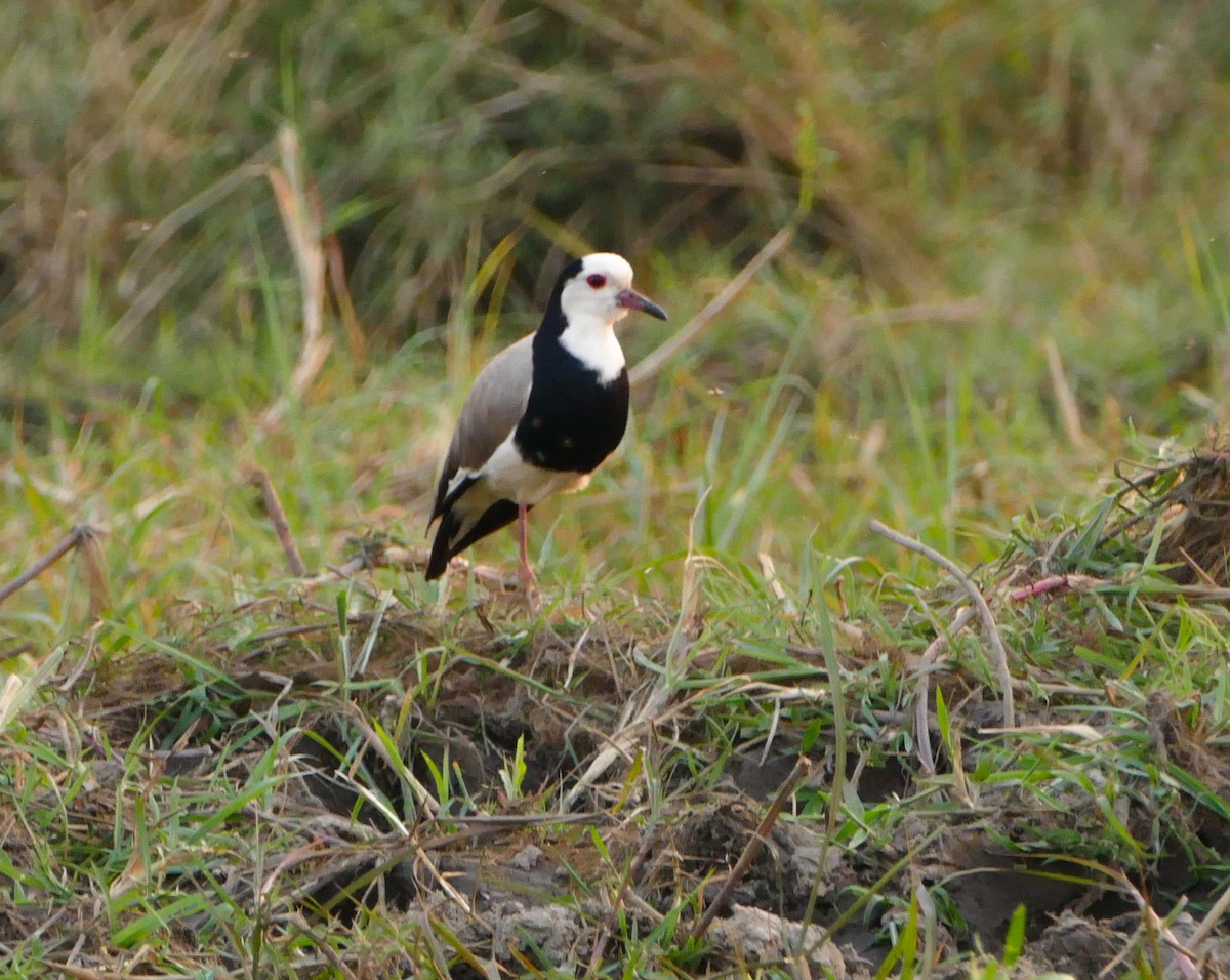 Long-toed Lapwing - ML643925380
