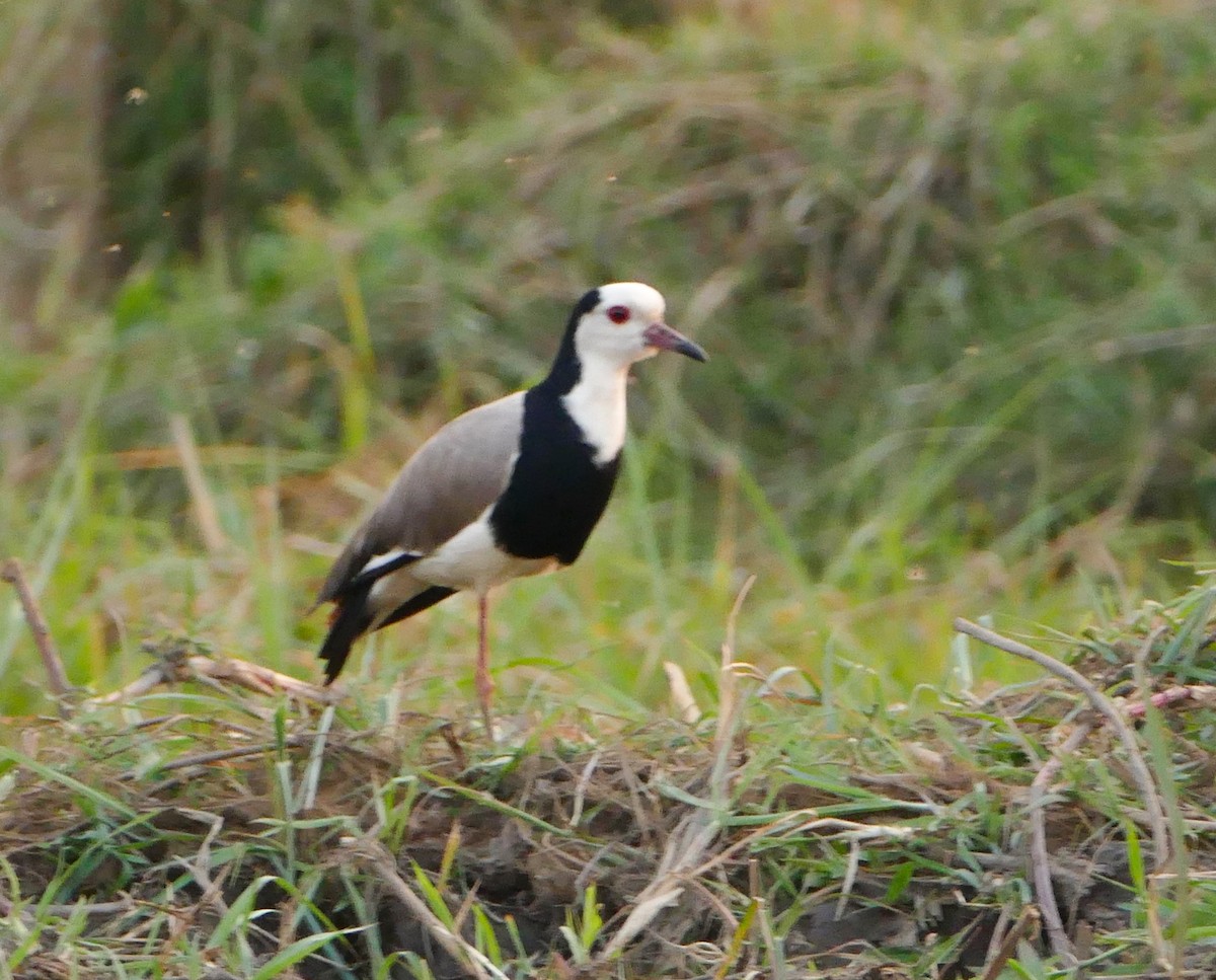 Long-toed Lapwing - ML643925381