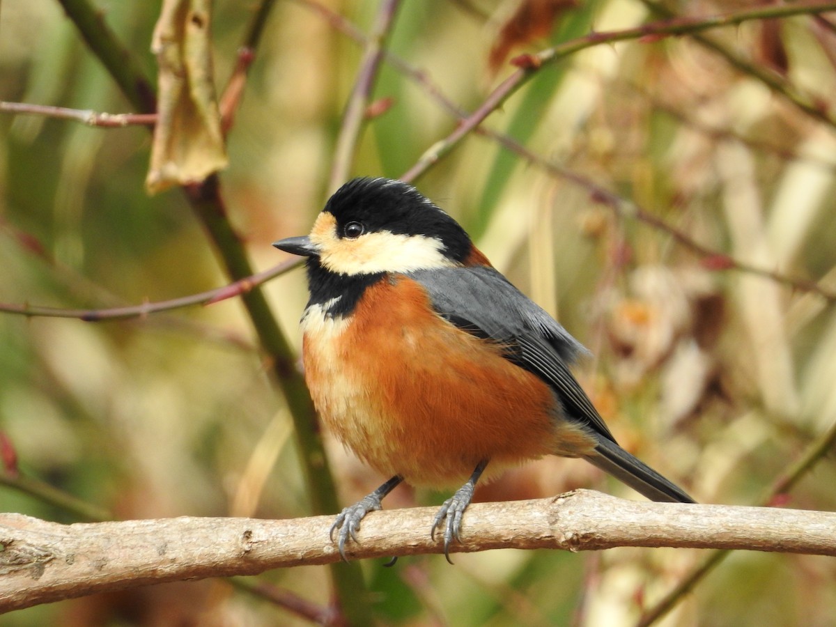 Varied Tit - ML643925389