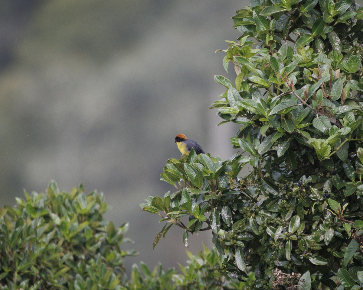 Yellow-breasted Brushfinch - ML643925394
